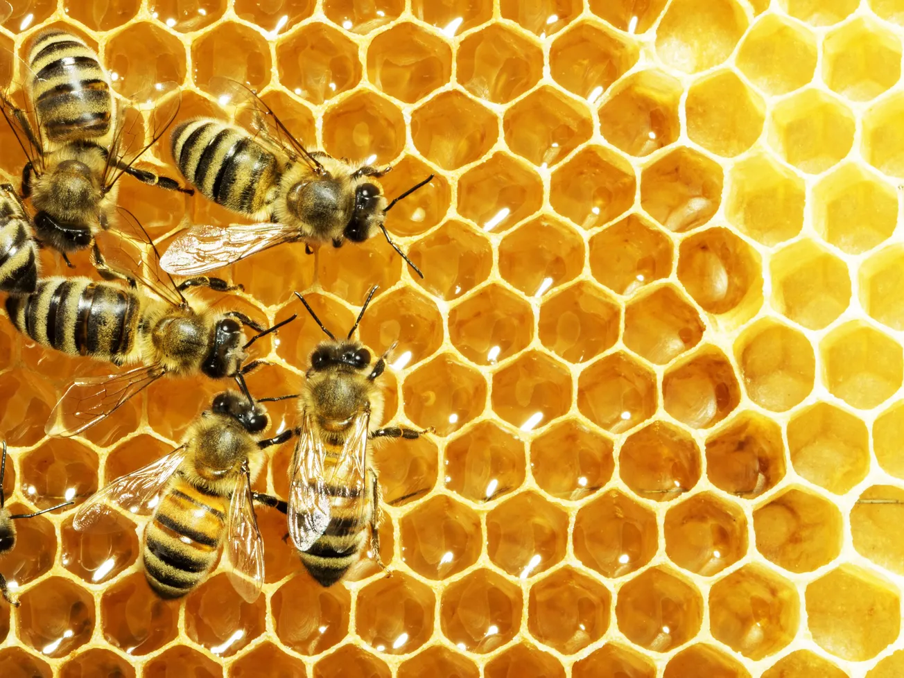 Burt’s Bees founder to help Unity College online students ‘create a healthy hive’ in business